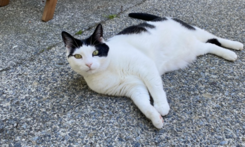 Cats of Caacupé